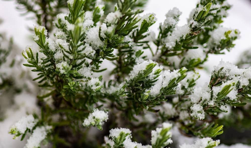 Лаванда не зимует: как спасти цветок от морозов