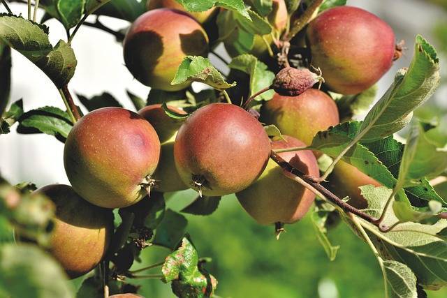 Дачники из Петербурга обратились в суд из-за соседской яблони и малины
