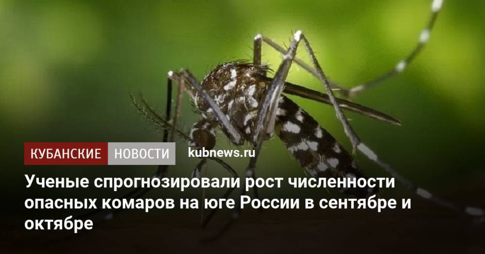 Ученые спрогнозировали рост численности опасных комаров на юге России в сентябре и октябре