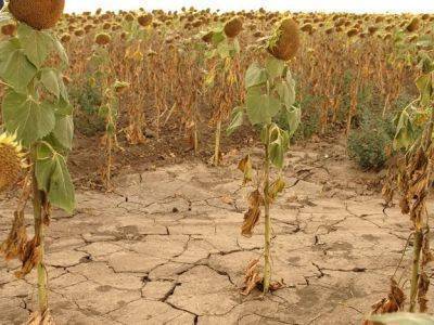 Тюменские аграрии недобирают до 50% урожая из-за жаркого лета