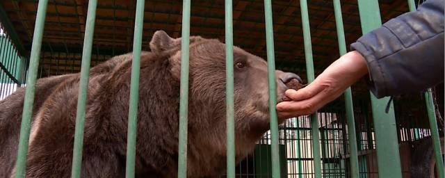 В Костанайской области медведица из клетки покусала девочку