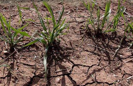 В Чувашии введен режим ЧС из-за сильной засухи и гибели урожая