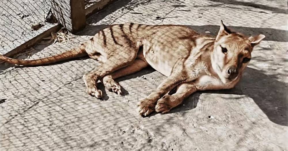 В Сеть попали уникальные цветные кадры с последним тасманийским тигром, вымершим 85 лет назад