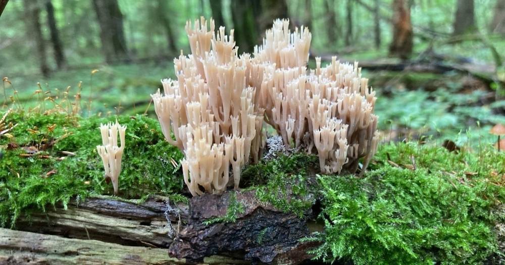 Оленьи рожки и чёрные лисички: 5 странных, но съедобных грибов из калининградских лесов