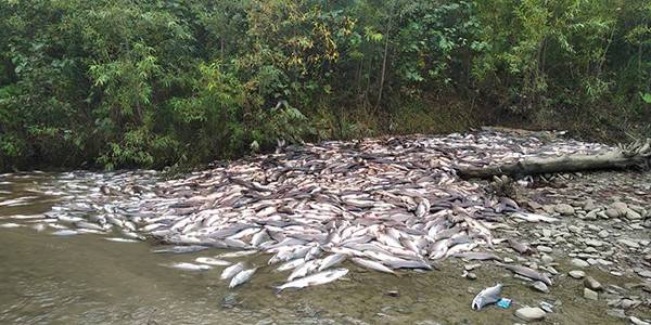 "Рыбная мафия": На Сахалине браконьеры выбросили около 100 тонн горбуши
