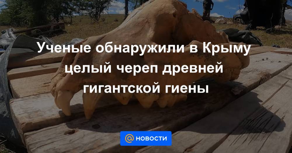 Ученые обнаружили в Крыму целый череп древней гигантской гиены