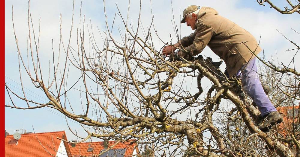 Наступают холода: как ухаживать за плодовыми деревьями осенью