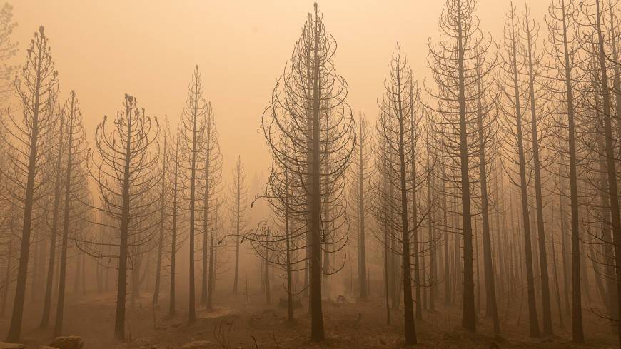 Дым от лесных пожаров оказался причиной смерти более 33 000 человек в год