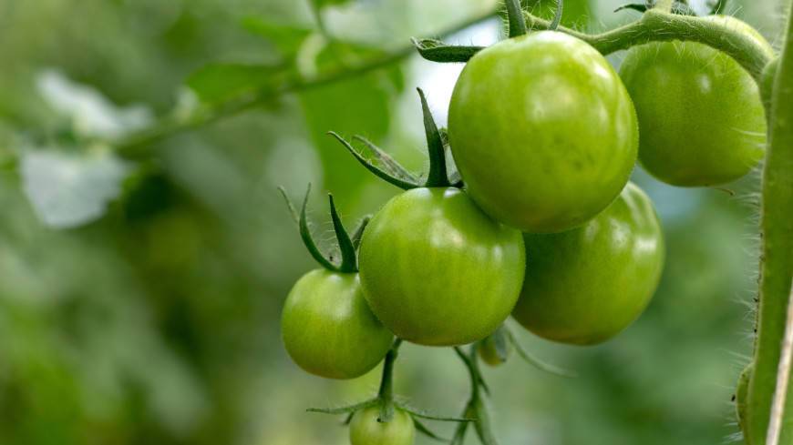 Как помочь зеленым томатам: секреты быстрого дозревания плодов от агронома