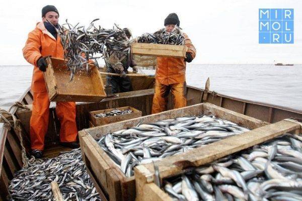 Дагестан заявил новый рекорд по вылову рыбы