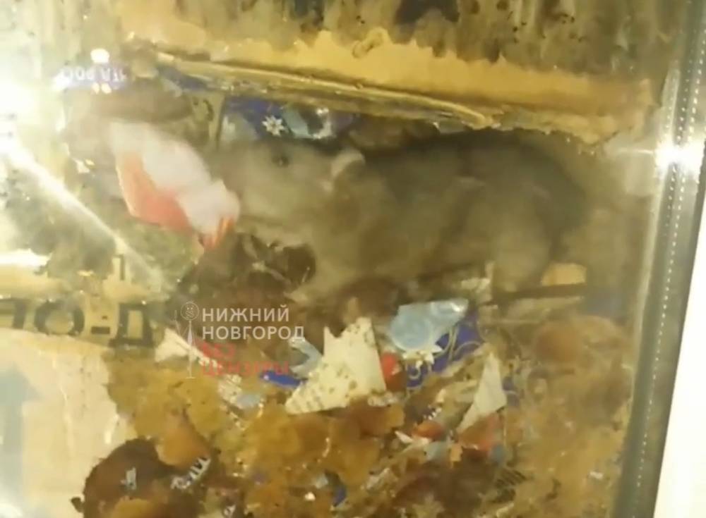 Бегающих среди посылок крыс обнаружили очевидцы в почтовом отделении в Сарове
