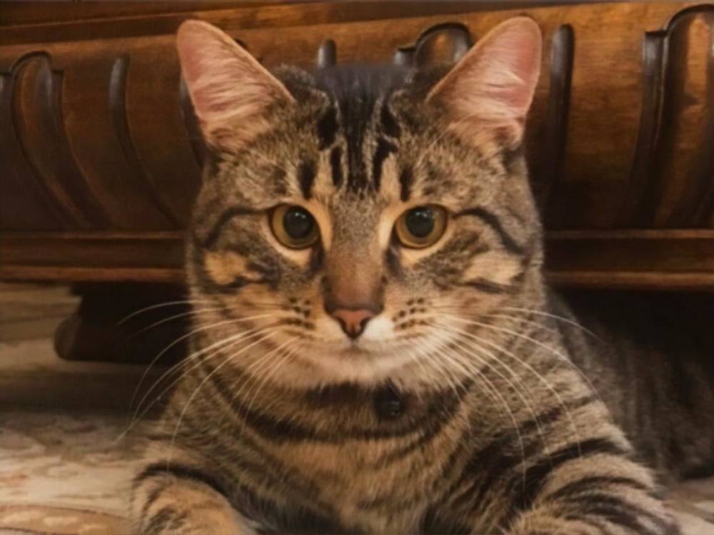 Во Львове нашли потерявшегося "кошачьего мэра" Левчика, ему понадобилась медицинская помощь