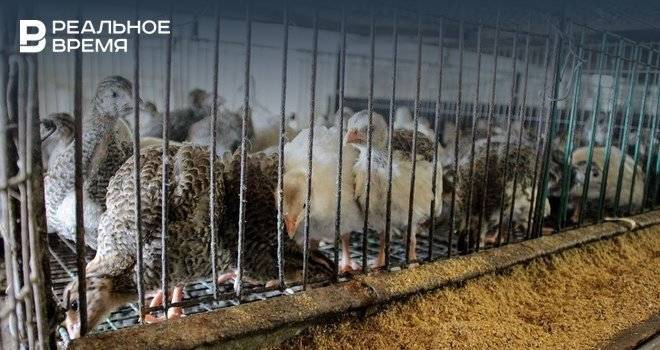 Власти Татарстана призвали владельцев уток, гусей и кур, достигших товарного вида, срочно забивать их