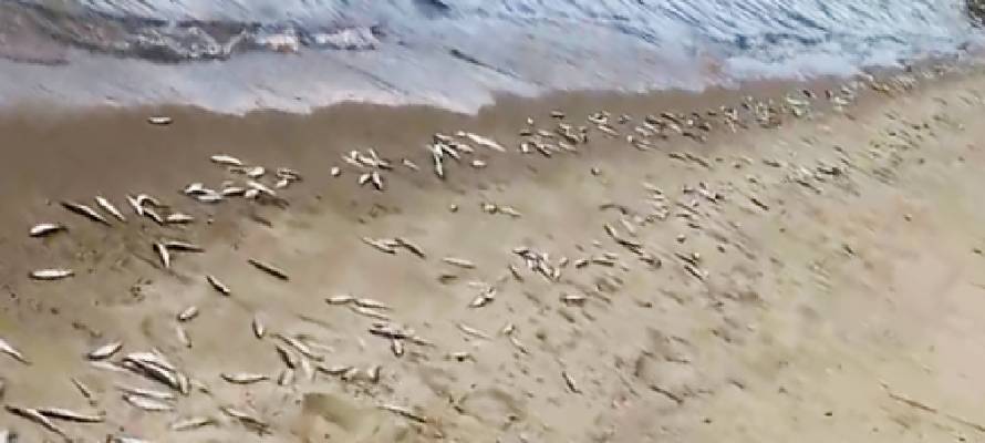 Власти назвали экстремальную жару причиной массовой гибели ряпушки в озере Карелии