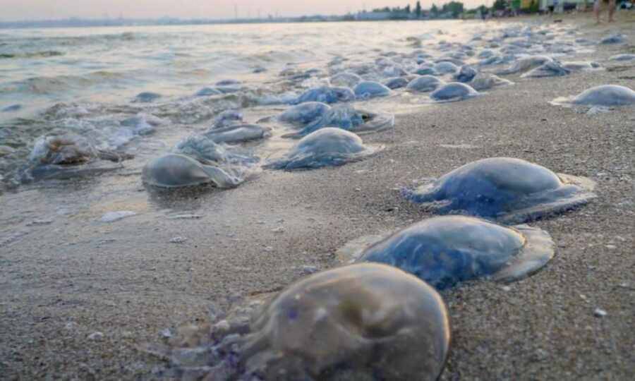 Украина обвинила Россию в нашествии медуз в Азовском море