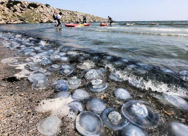 Украинский губернатор обвинил Россию в нашествии медуз в Азовском море