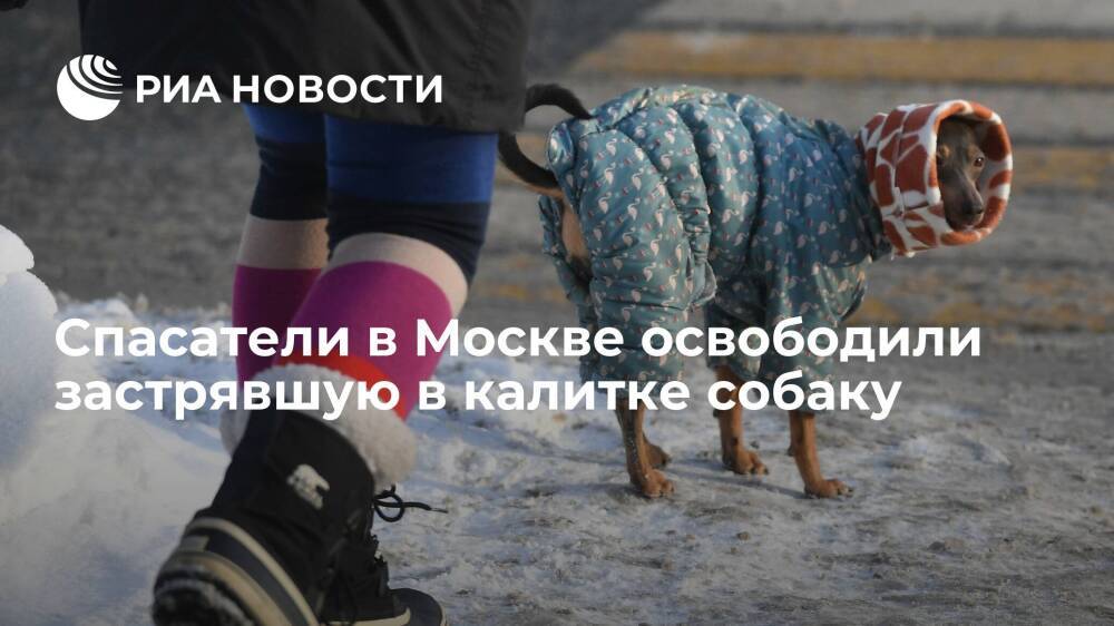 Спасатели в Москве освободили собаку, которая застряла в калитке, испугавшись петарды