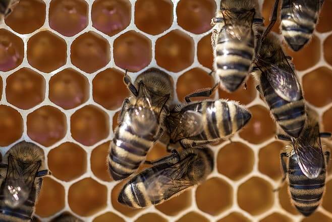 В Азербайджане ученые создали «умные ульи» для развития пчеловодства в стране