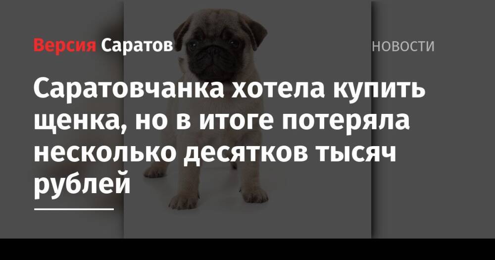 Саратовчанка хотела купить щенка, но в итоге потеряла несколько десятков тысяч рублей