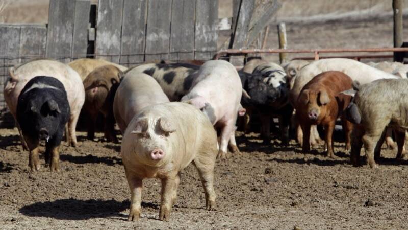 Индия разрешит импорт свинины из США