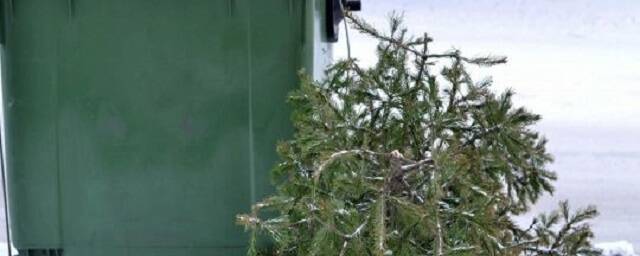 Жителей Челябинской области попросили не выбрасывать елки в мусорные баки