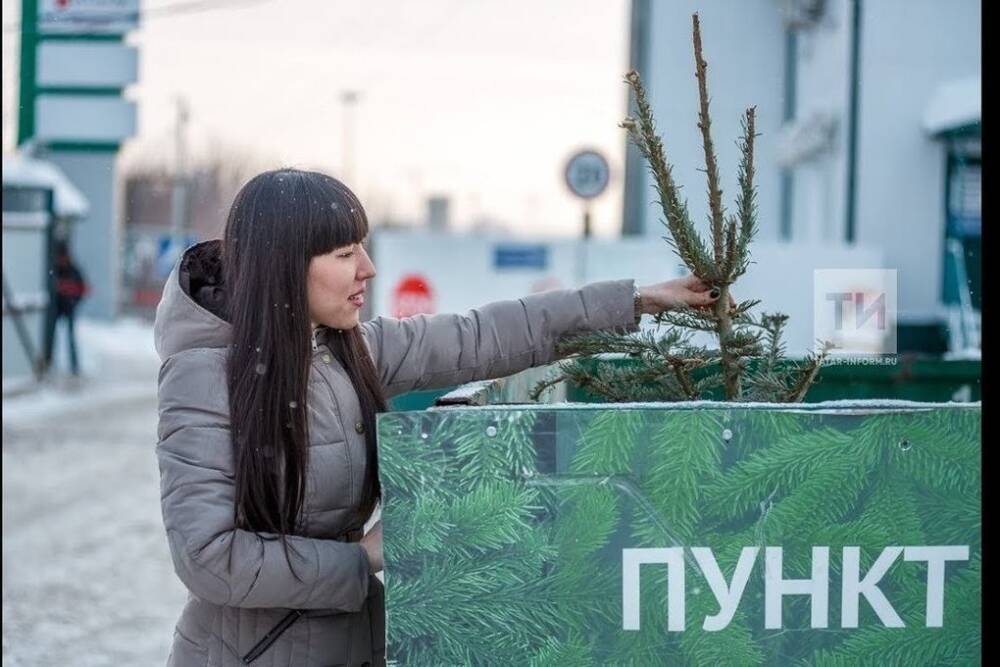 Жители Челнов могут сдать новогодние елки на переработку