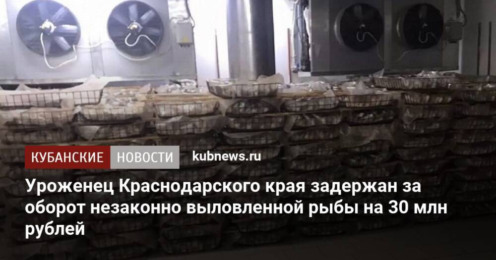 Уроженец Краснодарского края задержан за оборот незаконно выловленной рыбы на 30 млн рублей