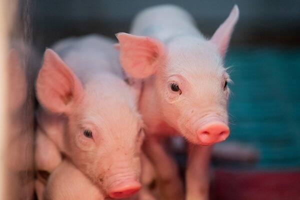 Кардиолог рассказал, когда свиные сердца начнут массово имплантировать людям