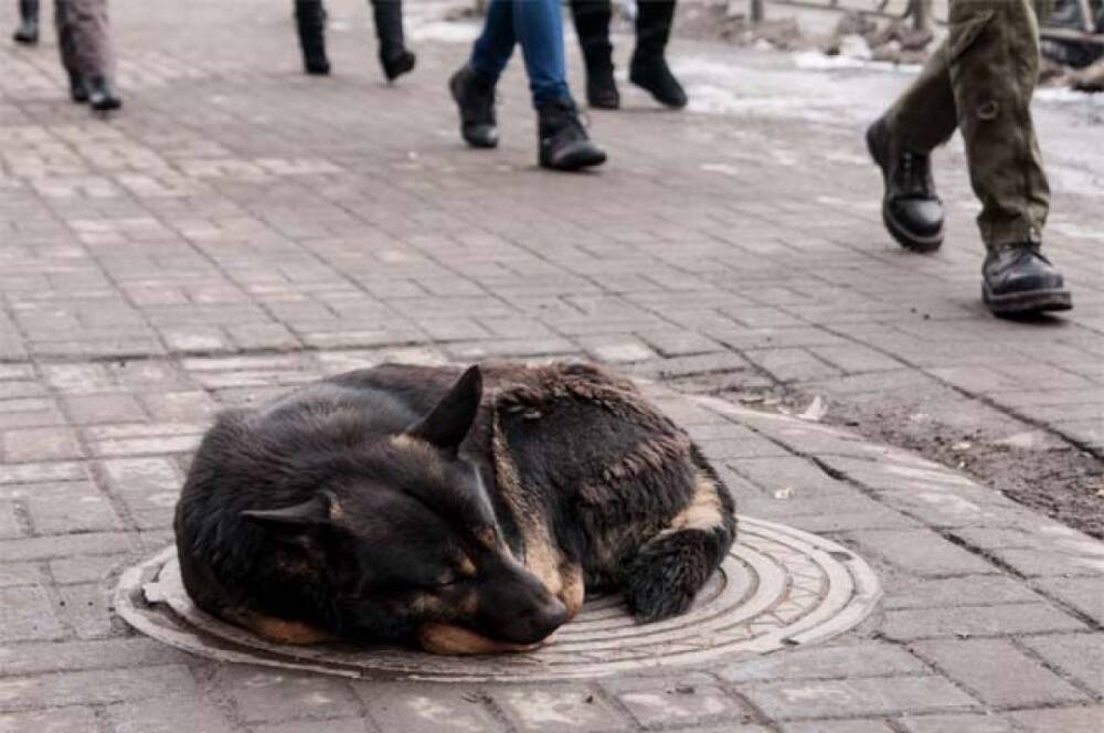 В Волгограде бродячие собаки напали на ребенка - СМИ