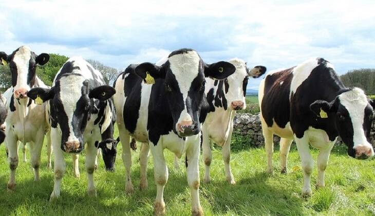 Виртуальная реальность помогает повысить удои коров