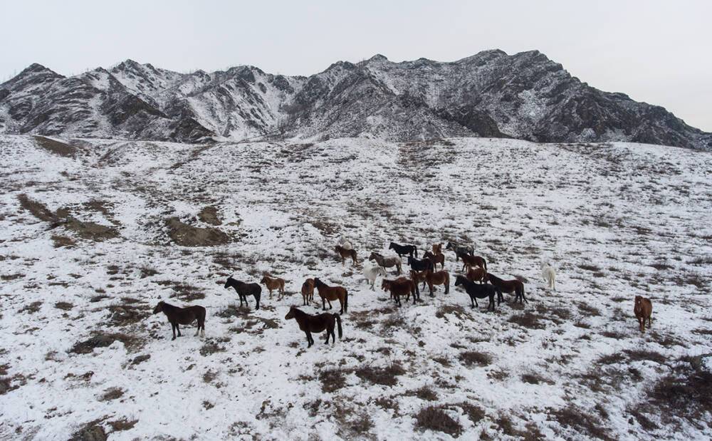 Депутат Серов считает, что массовый расстрел лошадей в Алтайском крае произошел из-за мести