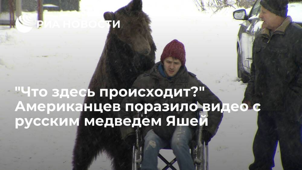 Пользователи Reddit пришли в восторг после просмотра видео с русским медведем Яшей