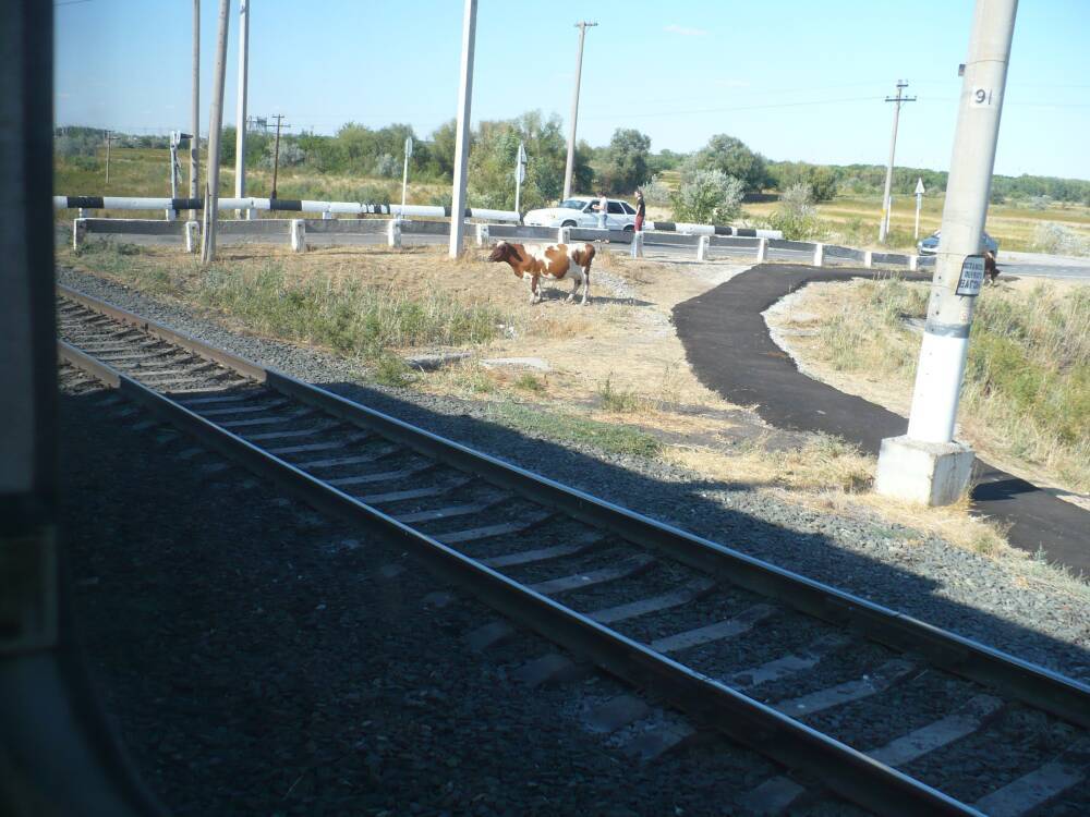 Нарушение правил выпаса домашнего скота стало причиной более чем 200 случаев экстренного торможения поездов в Астраханской области