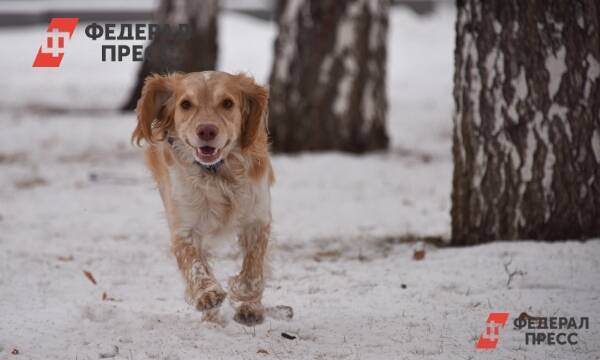 Из-за новогодних фейерверков в Красноярске сбежало больше 50 собак
