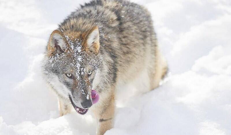 Голодный волк напал на жителя Новгородской области