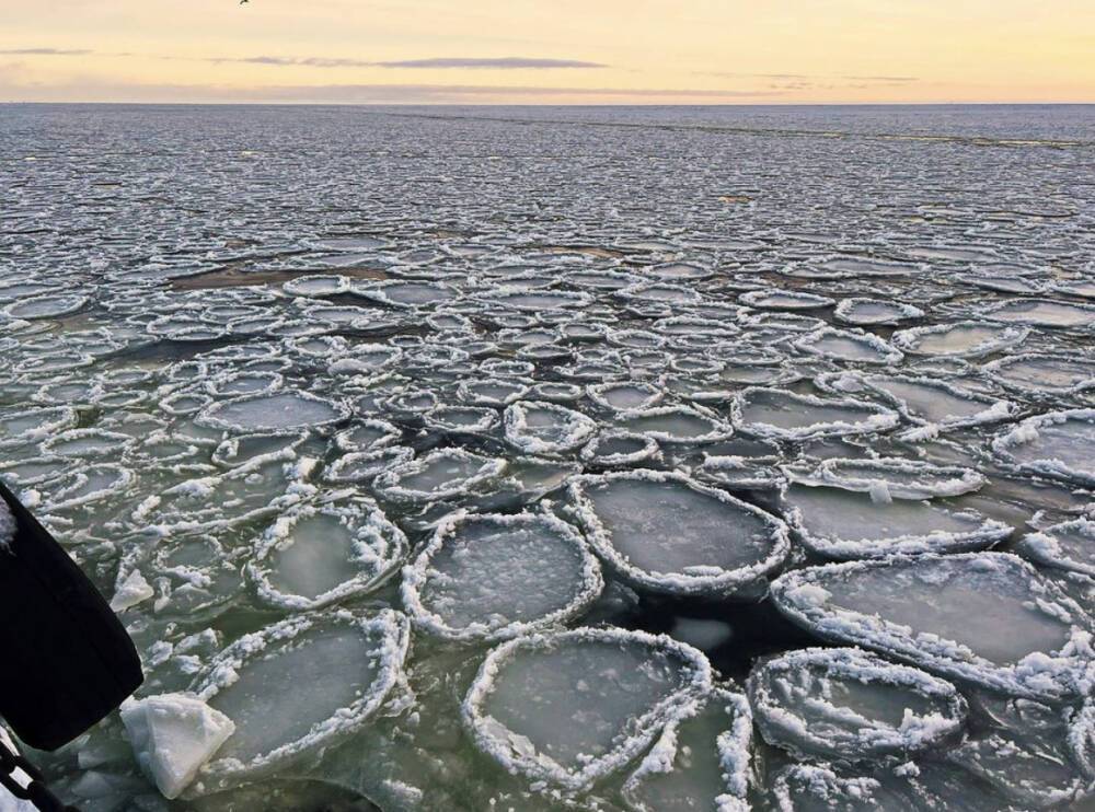 Фото: в Усть-Луге Финский залив «напек» ледяных блинчиков