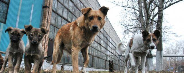 В Краснодаре планируют привлечь 134 млн рублей на строительство приюта для животных