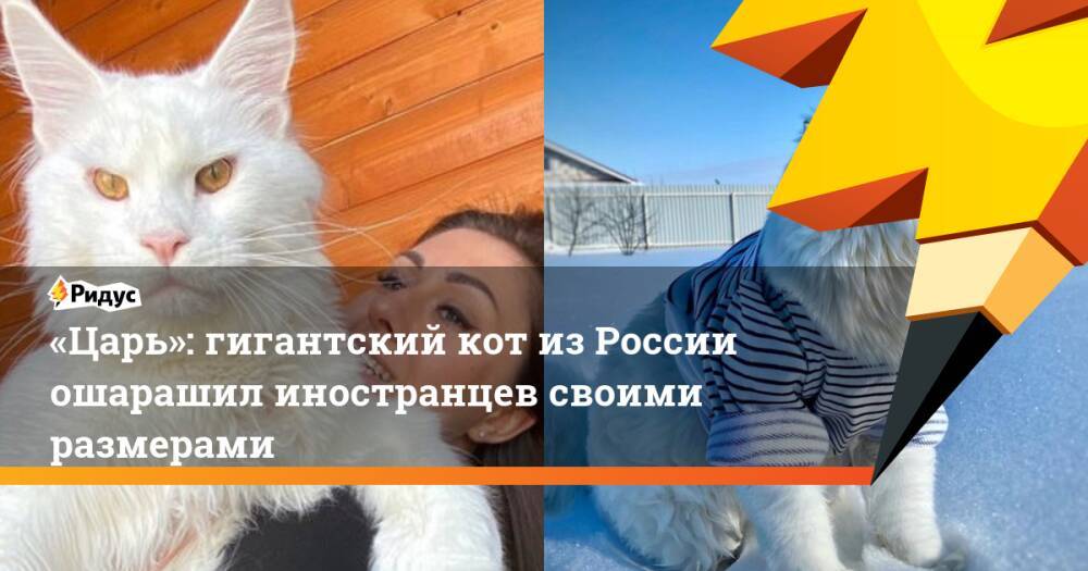 «Царь»: гигантский кот из России ошарашил иностранцев своими размерами