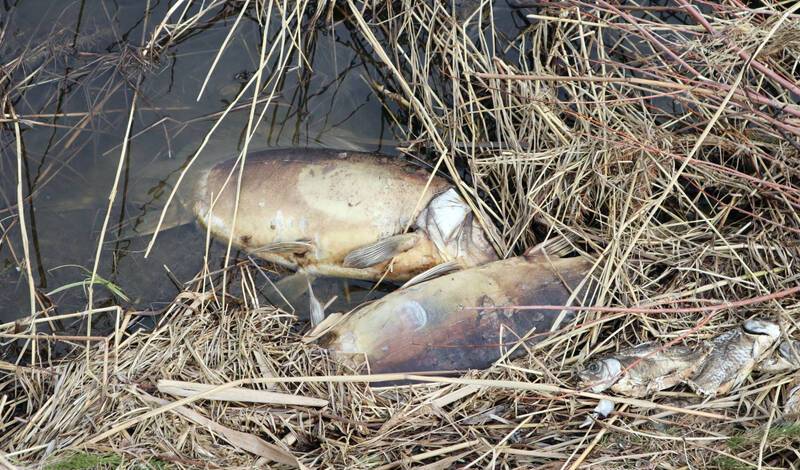 В Чувашии зафиксировали массовую гибель рыбы