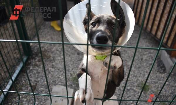 В Челябинске нашли подрядчика для содержания отловленных животных