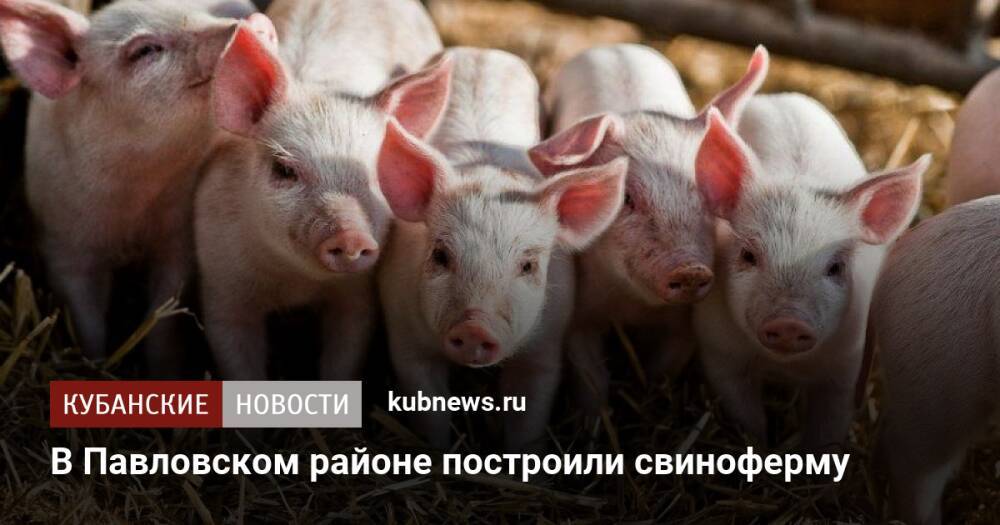 В Павловском районе построили свиноферму