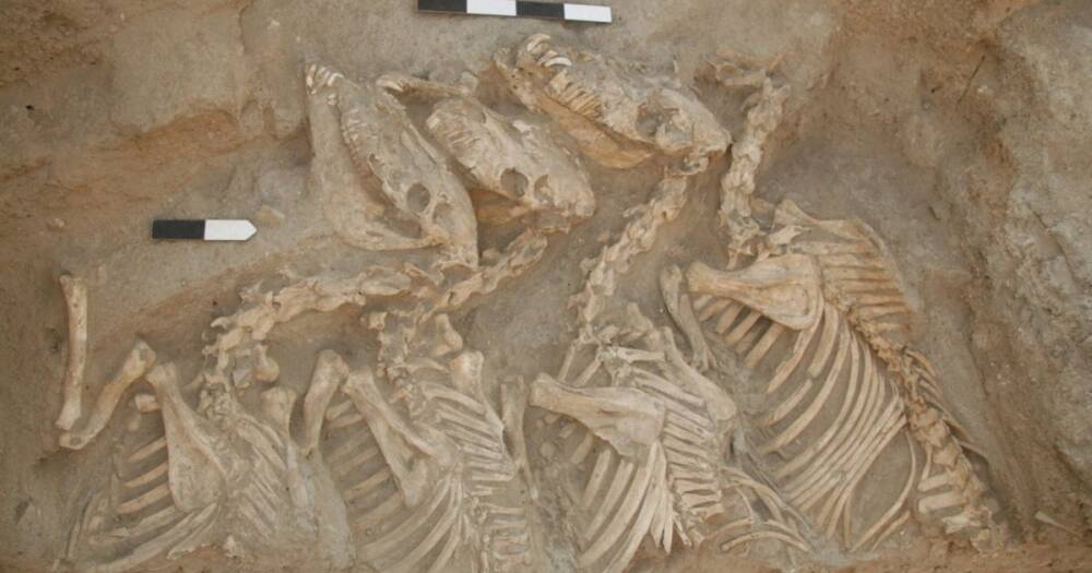 Древняя биоинженерия. Ученые нашли первое гибридное животное, выведенное 4500 лет назад (фото)