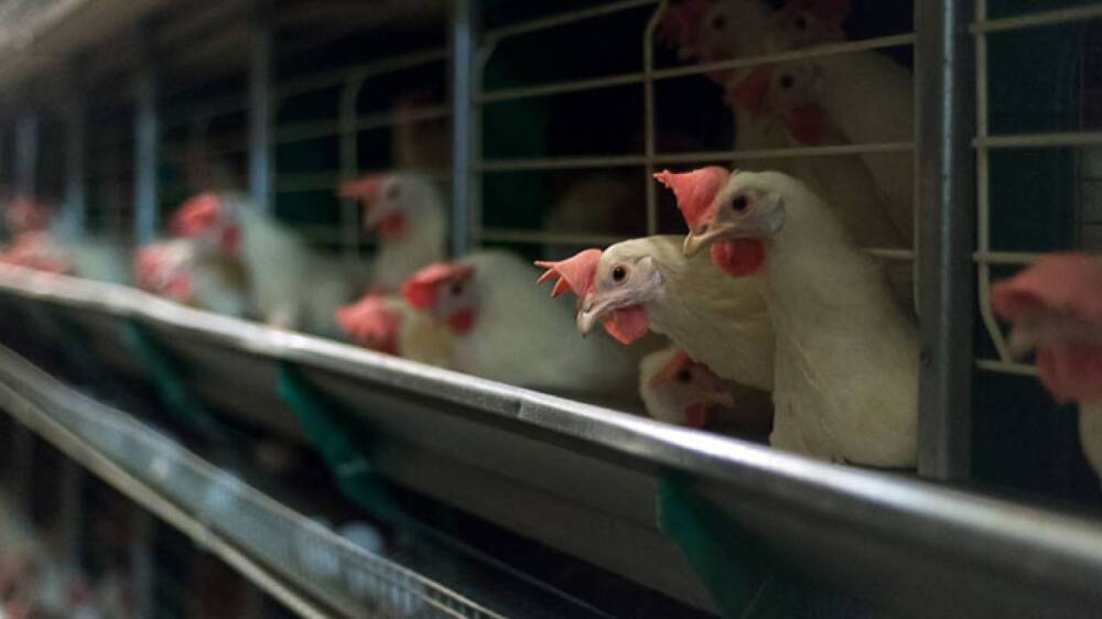 Ученые из ТюмГУ представили проект переработки куриного помета в биоуголь
