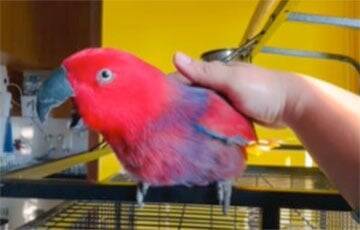 Курьез: попугай научился петь известную мелодию iPhone (ВИДЕО)