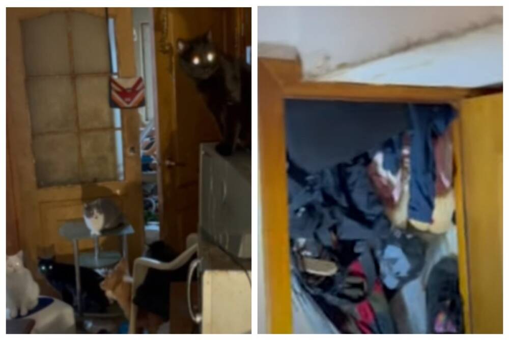 Мусор до потолка и 37 котов: одесситка превратила квартиру в помойку, видео