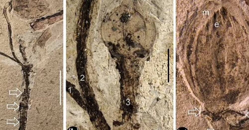 Окаменелый цветок возрастом 130 млн лет может разгадать "отвратительную тайну" Дарвина