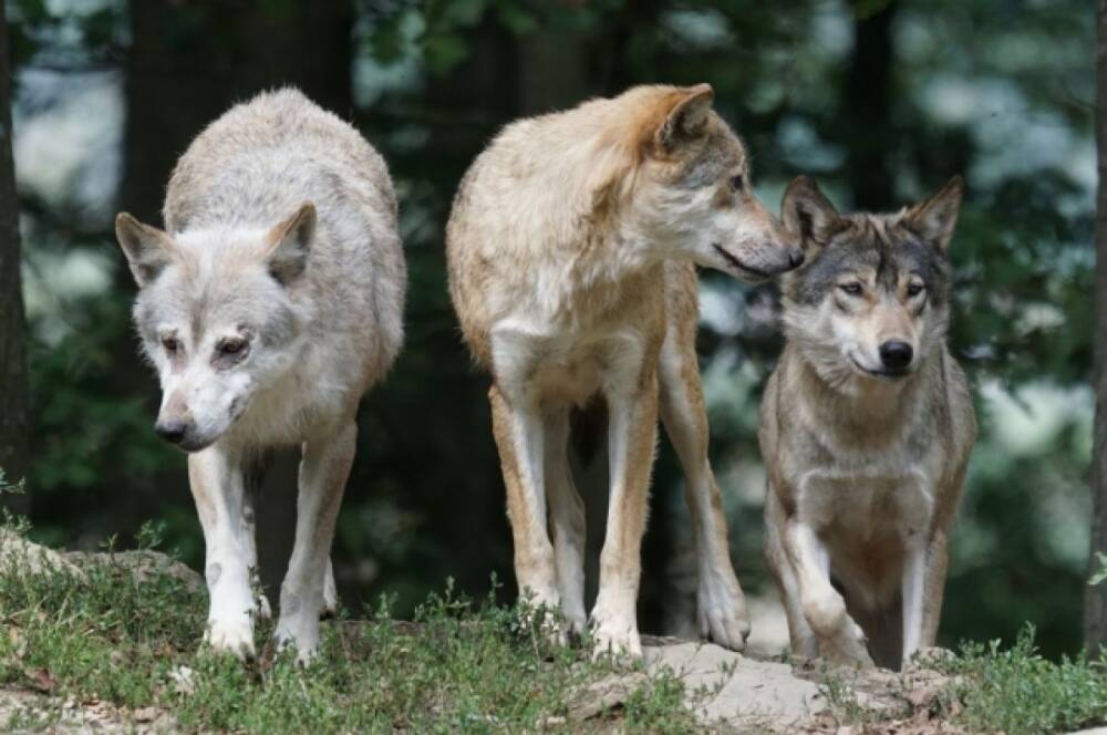 Волки осаждают очередное село в Хабаровском крае