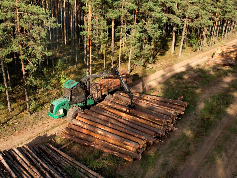От отмены моратория на экспорт леса в первую очередь пострадают малые предприятия – эксперт