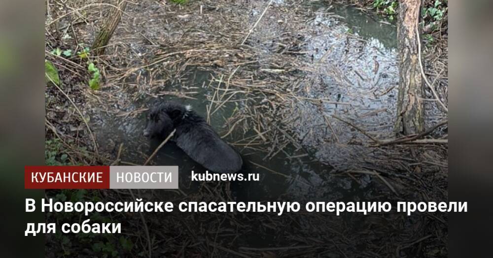 В Новороссийске спасательную операцию провели для собаки