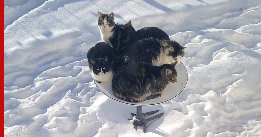 В канадской деревне кошки захватили спутниковую тарелку от Илона Маска